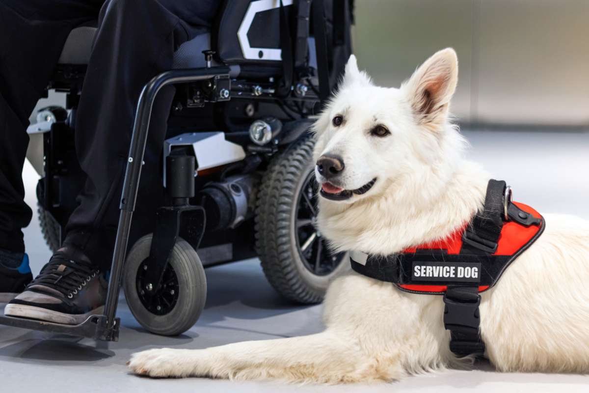 A service dog next to a wheelchair, reasonable accommodation concept
